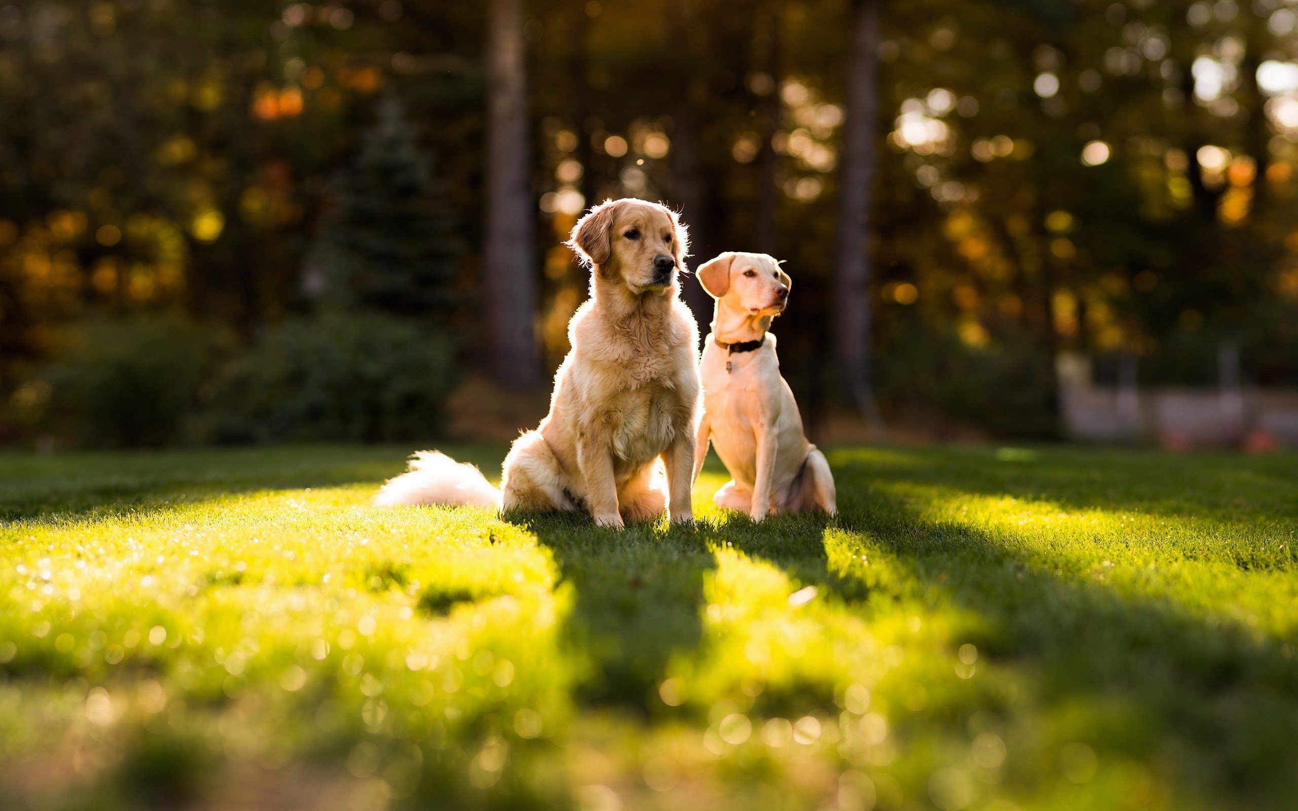 Two dogs sitting over the green grass outdoors